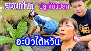 สวนกำภูปลูกไม้แปลก 4 ต้นอะบิวไต้หวัน #บ้านสวนกำภูEp866