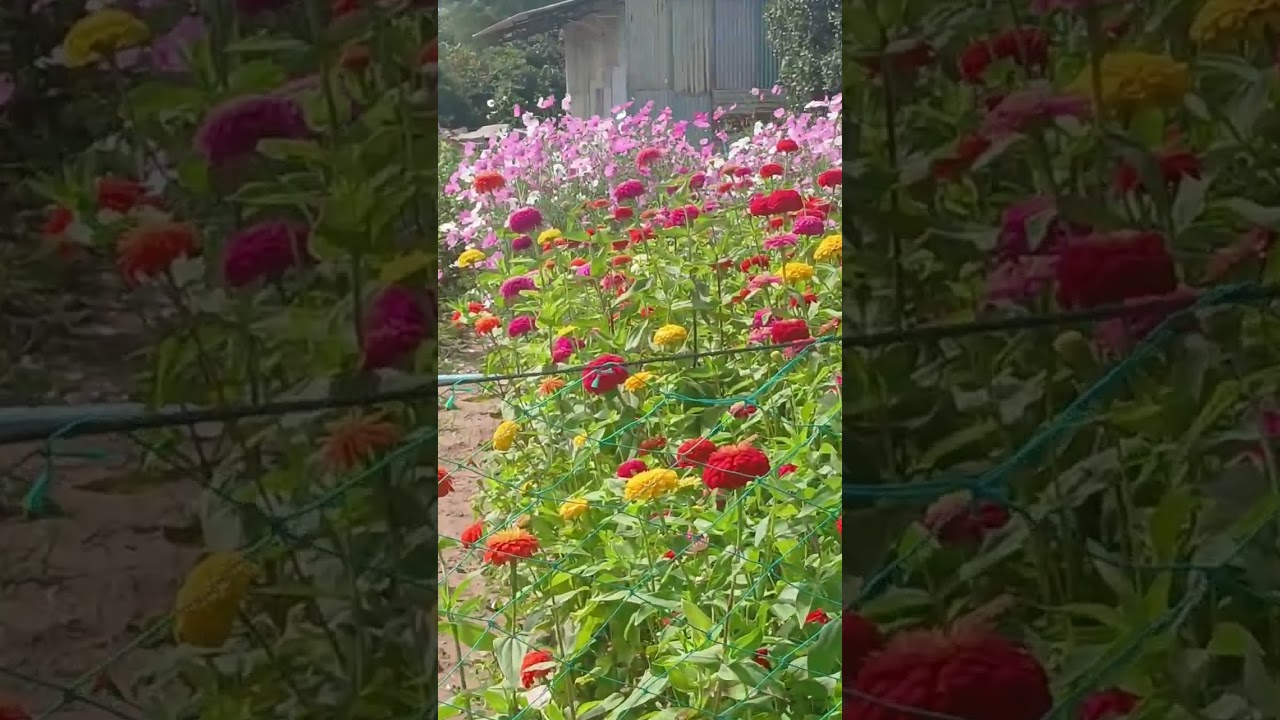 Trồng hoa vườn  nở đẹp