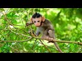 Baby Jinx is completely walking on branch by herself, she is enjoying her childhood so much