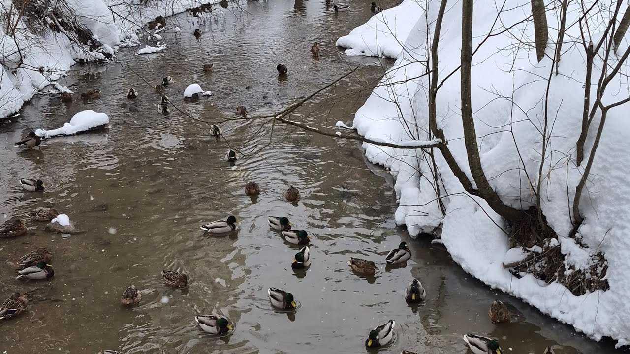 20.02.2026 Уточки, р. Сходня #синичкинкалендарь #birds #wildlife
