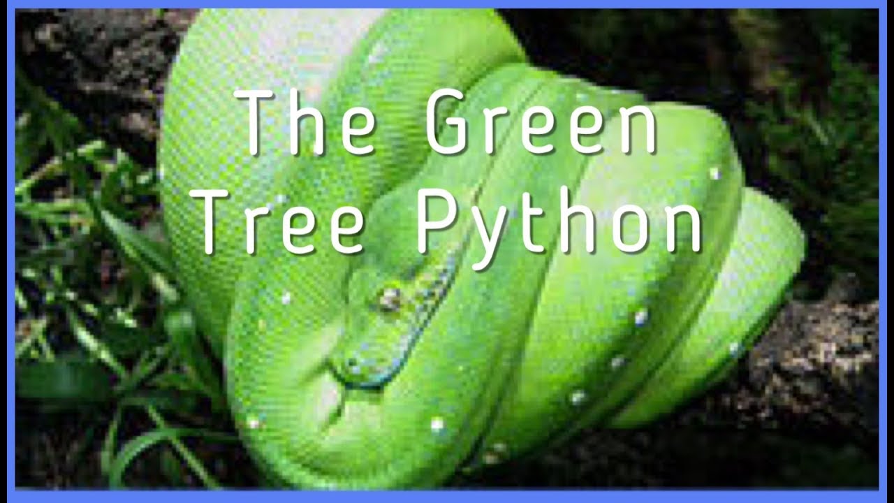The Green Tree Python - YouTube