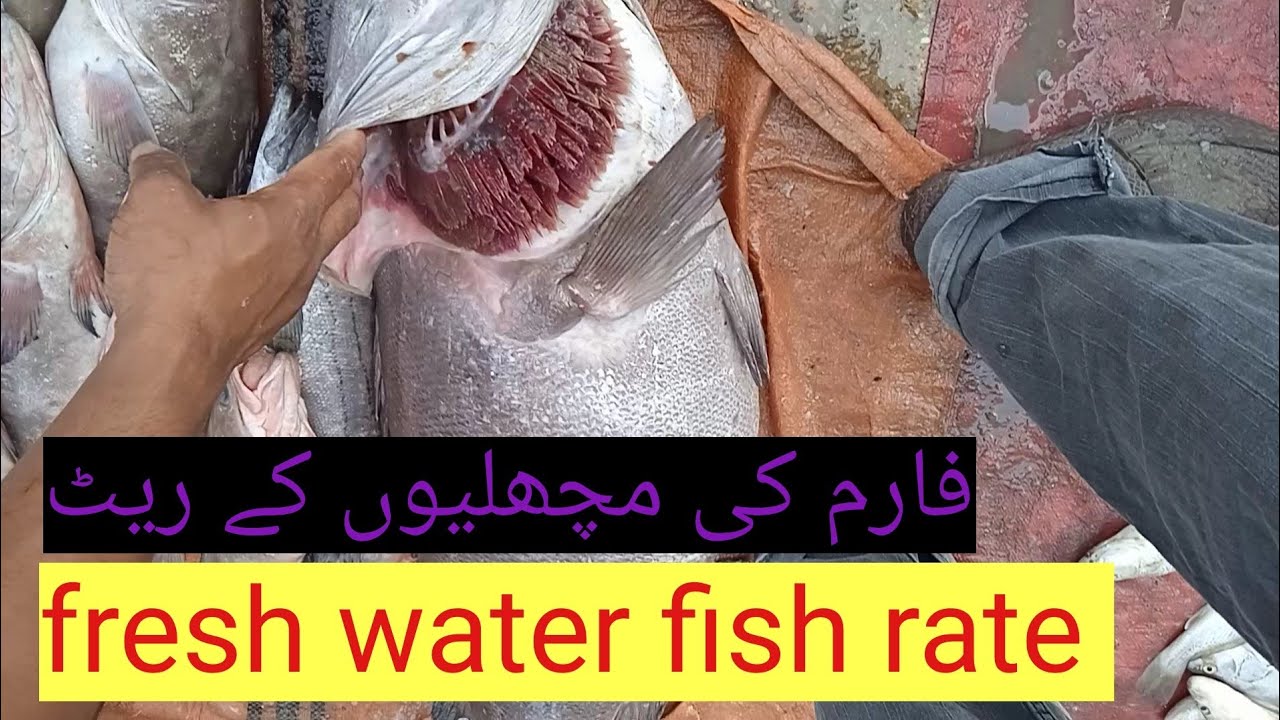 fresh water fish rate update Karachi fishries YouTube