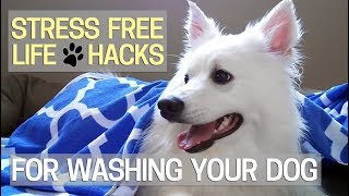 How to Wash Your Dog without the Stress Best Tricks I Found