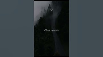 القارئ أحمد عبد الحي