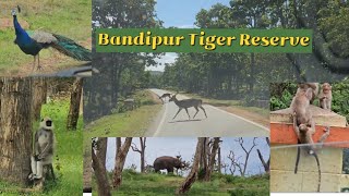 Mysore to Ooty Road Trip | Driving through Bandipur Tiger Reserve by Car | Madumalai | Jungle Vlog