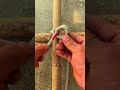 Cara yang cerdas mengikat bambu dengan tali simpul secara manual #shorts