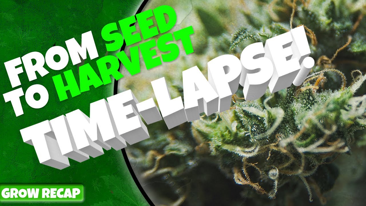 SEED TO HARVEST: TIMELAPSE & REVIEW ~SuperSmoker Edition~