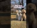 【過去のストーリーより】#愛犬#大型犬#プードル
