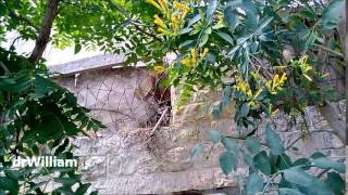 Download Lagu Mustard seed tree (Pohon biji sesawi) MP3