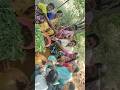 ఉపాధి హామీ పని దగ్గర సరదాగా ఆటలు #trending #folksong #folkdance #folksong #telugu #trend