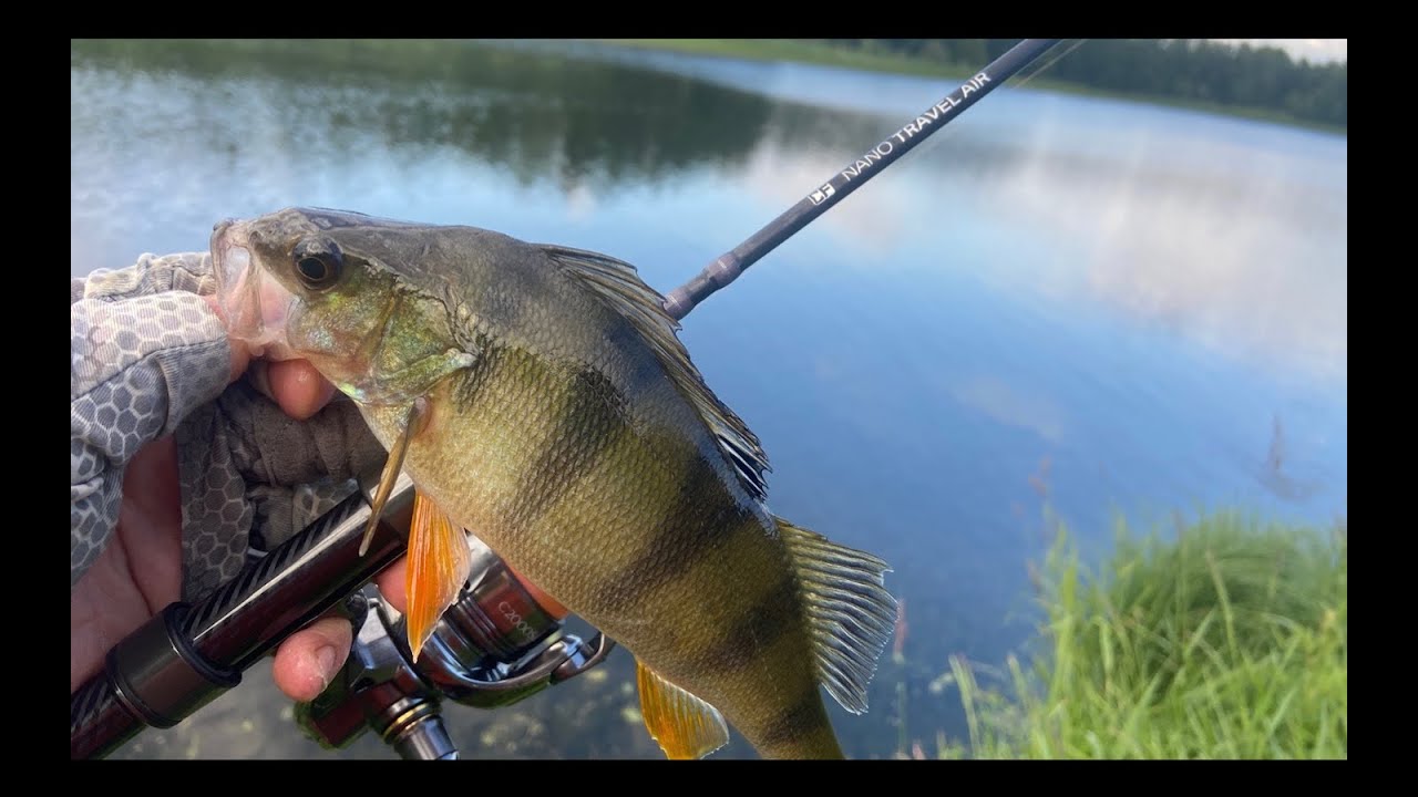 Нужно найти ПОДХОД, тогда всё ПОЛУЧИТСЯ! Рыбалка наCF NANO TRAVEL AIR, ловля капризного ОКУНЯ!