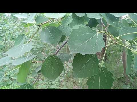 Видео: К какому типу дерева относится Тополь?