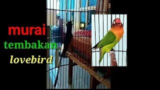 Murai batu tembakan lovebird