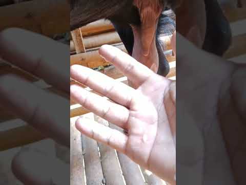 Ciri-ciri kambing majir