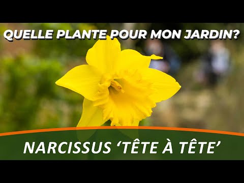 Vidéo: Qu'est-ce qu'un narcisse miniature - Comment faire pousser des fleurs de jonquille naine