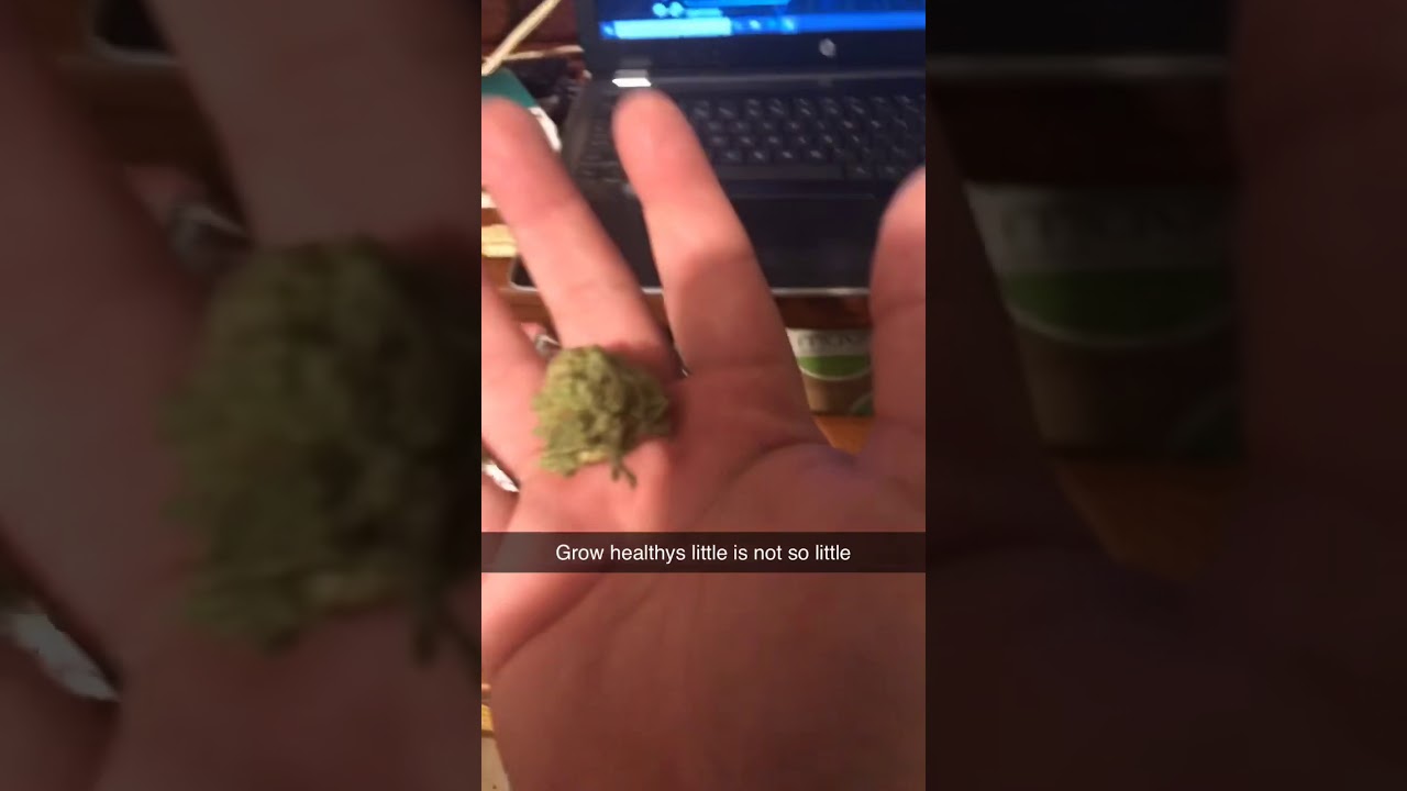 Mmj Florida: Grow healthy littles stardawg