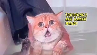 GEMES BANGET! Gara-Gara Gamau Dimandiin, Kucing Oren Ini Teriak Minta Tolong - Video Kucing Lucu
