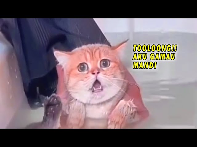 GEMES BANGET! Gara-Gara Gamau Dimandiin, Kucing Oren Ini Teriak Minta Tolong - Video Kucing Lucu class=