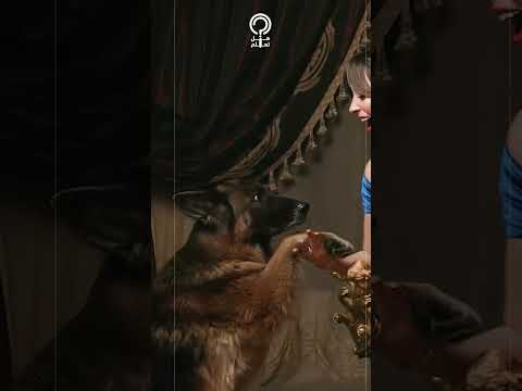نيرمين الفقي تثير الجدل بجلسة تصوير جديدة مع كلب