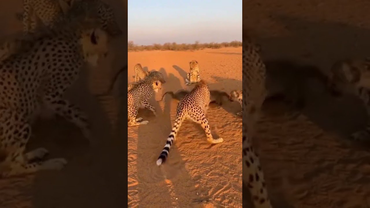 WILD TARGETS: WILD CHASE | World's Fastest Animal Baffled by a Digging Groundhog!