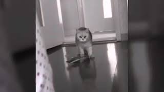 Mushuk o‘z sevgilisini xiyonat ustida ushladi xali bunaqasi bo‘lmagan marxamat ko‘rila ajoyib prikol