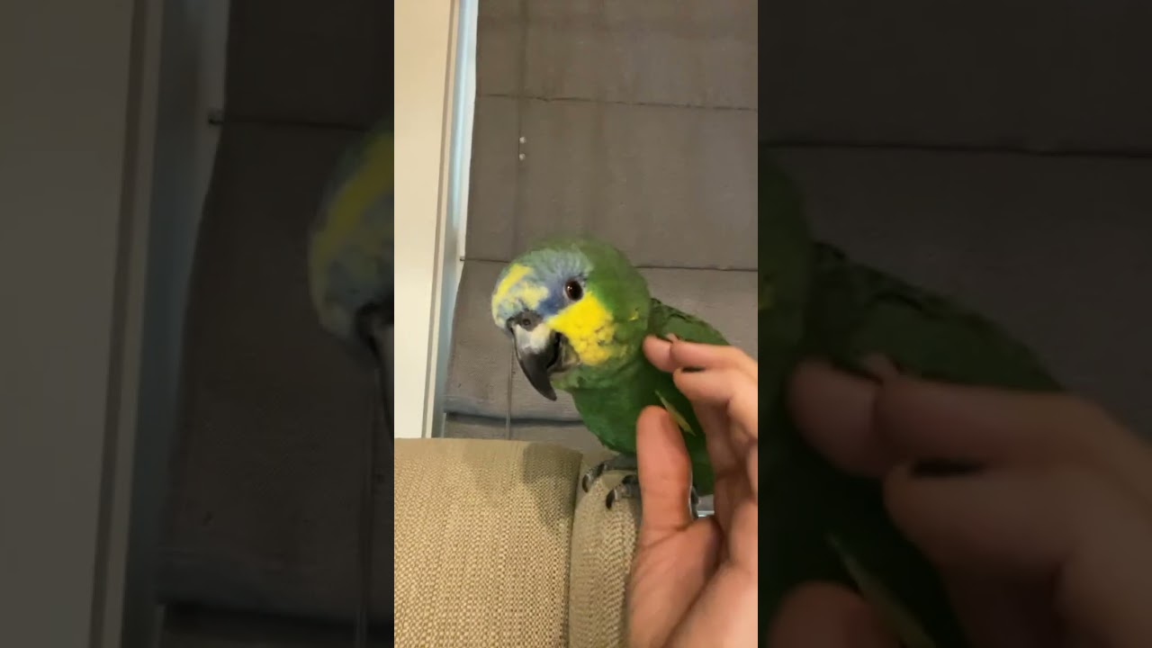 #amazonparrot