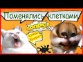 Поменялись клетками. Хомки бушуют!