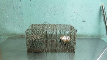 Bẫy chuột tự động -(Automatic mouse trap)