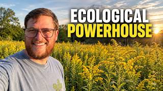 Goldenrod is More Important Than You Think