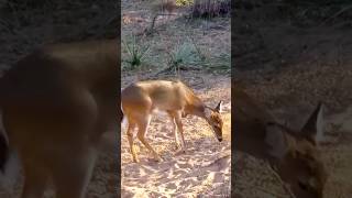“Whitetail Deer Hunting | Beautiful Buck in the Wild 🦌”#WhitetailDeer #Hunting #DeerHunting