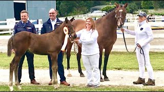 Ollivers Best - 9619 Kwpnna Keuring