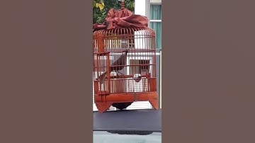 sanwu.poksay hong kong