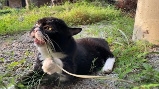 Movie『WAIKING CAT』-Part 2-哀しみの送還
