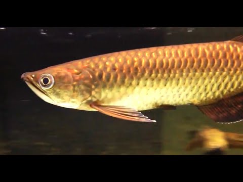 jardini arowana and stingray - youtube