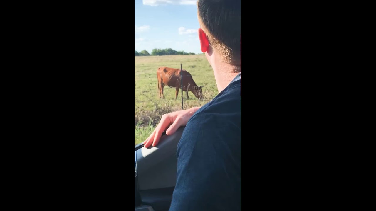 Asking cow for directions YouTube