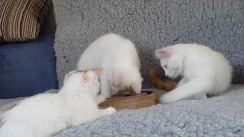 Video 11316311: kitten turkish, kittens litter
