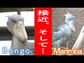 ハシビロコウのボンゴ、マリンバに接近! 神戸どうぶつ王国のハシビロコウ生態園&quot;ビッグビル&quot;  Shoebill Bongo, Marimba and Caxixi!!