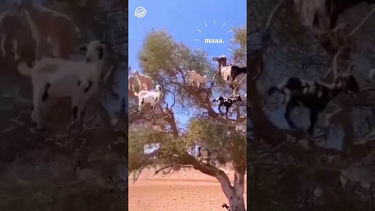 Goats Singing on the Tree