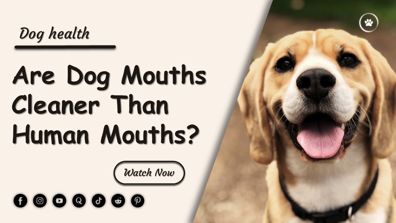 Are dog mouths clearer than human mouths? Dog health YouTube