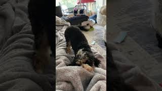 Puppy Loki playing 😅🥰❤️🐶 by Loki and Luna 85 views 3 days ago 1 minute, 25 seconds