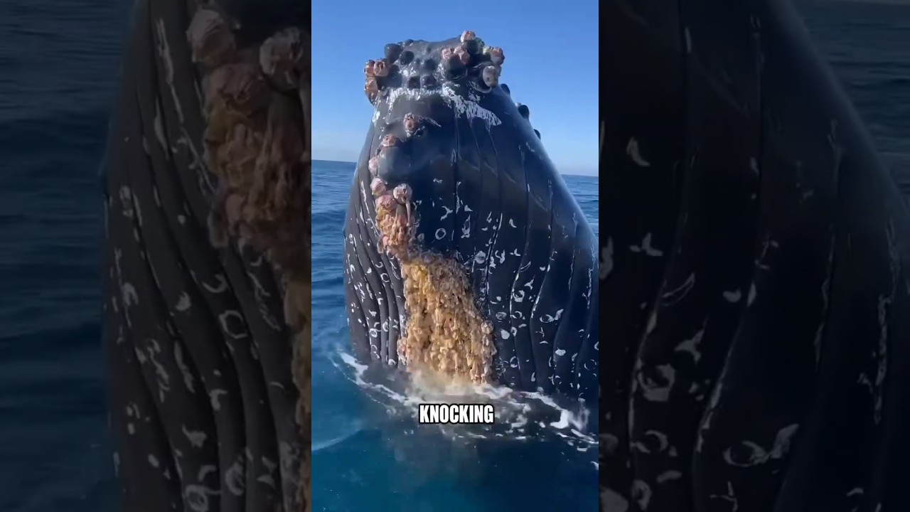 Why Whales Throw Themselves Out of the Water