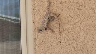 Spiny Lizard 8222024