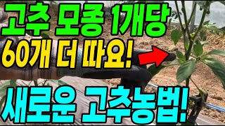 고추모종 1개당 60개 더따요! 새로운 고추농법 대박입니다!
