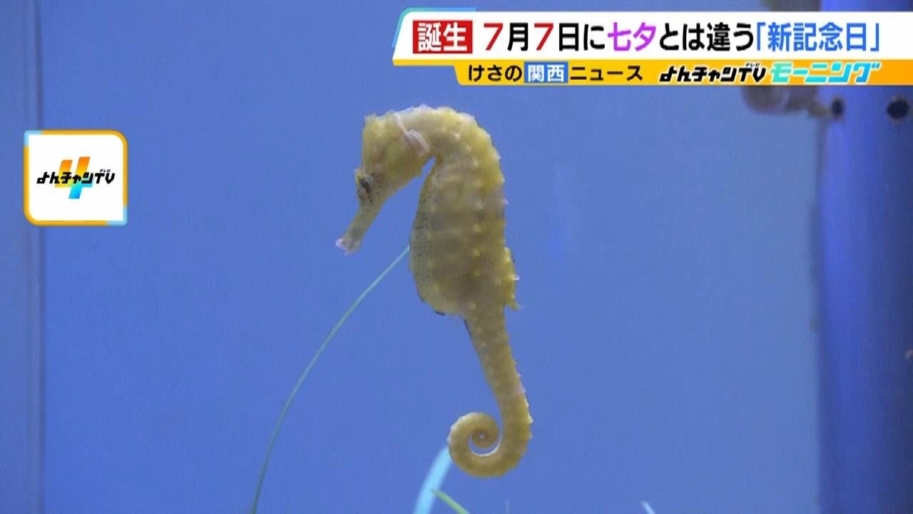 no.050 日長の海タツノオトシゴ