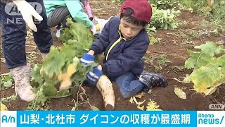 山梨「浅尾ダイコンまつり」　収穫体験と袋詰め放題(19/11/03)