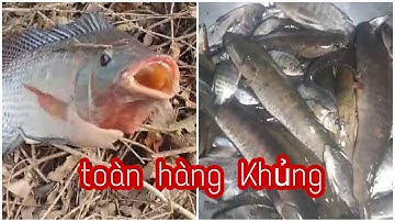Câu Cá-Fishing,Những Khoảnh Khắc Dính Cá Khủng Và Thành Quả Khủng | Vui Miền Tây Vlog
