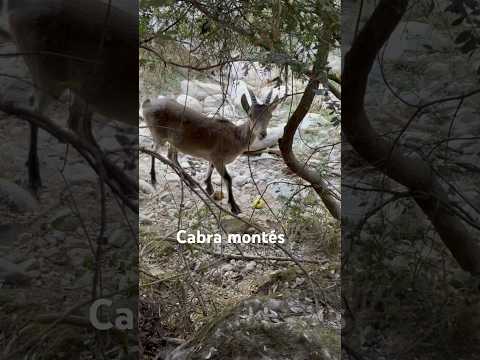 Cabra de la montaña #cabras #cazorla #spain #travel #senderismo #walking