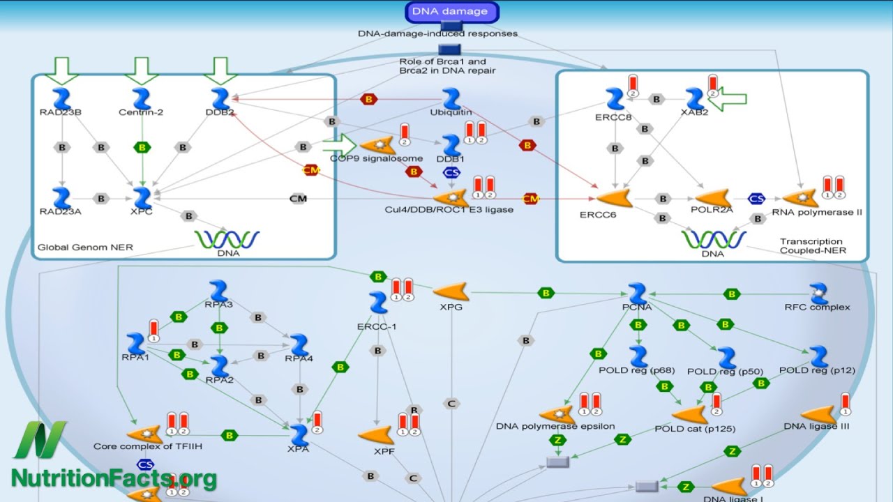 Plant-Based Diets and Cellular Stress Defenses