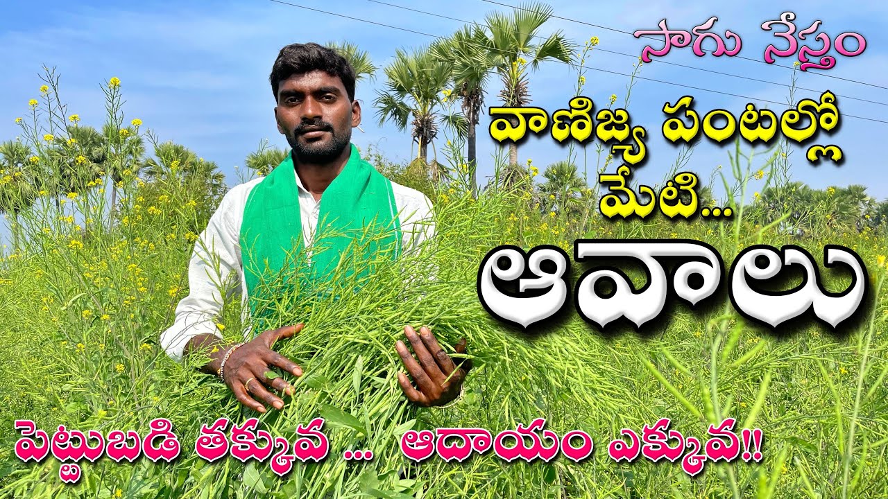ఆవాలు సాగు | Mustard Cultivation | ఆవాల సాగులో తెలుసుకోవాల్సిన అంశాలు | తెలంగాణ వంగడం ఛాంపియన్ |