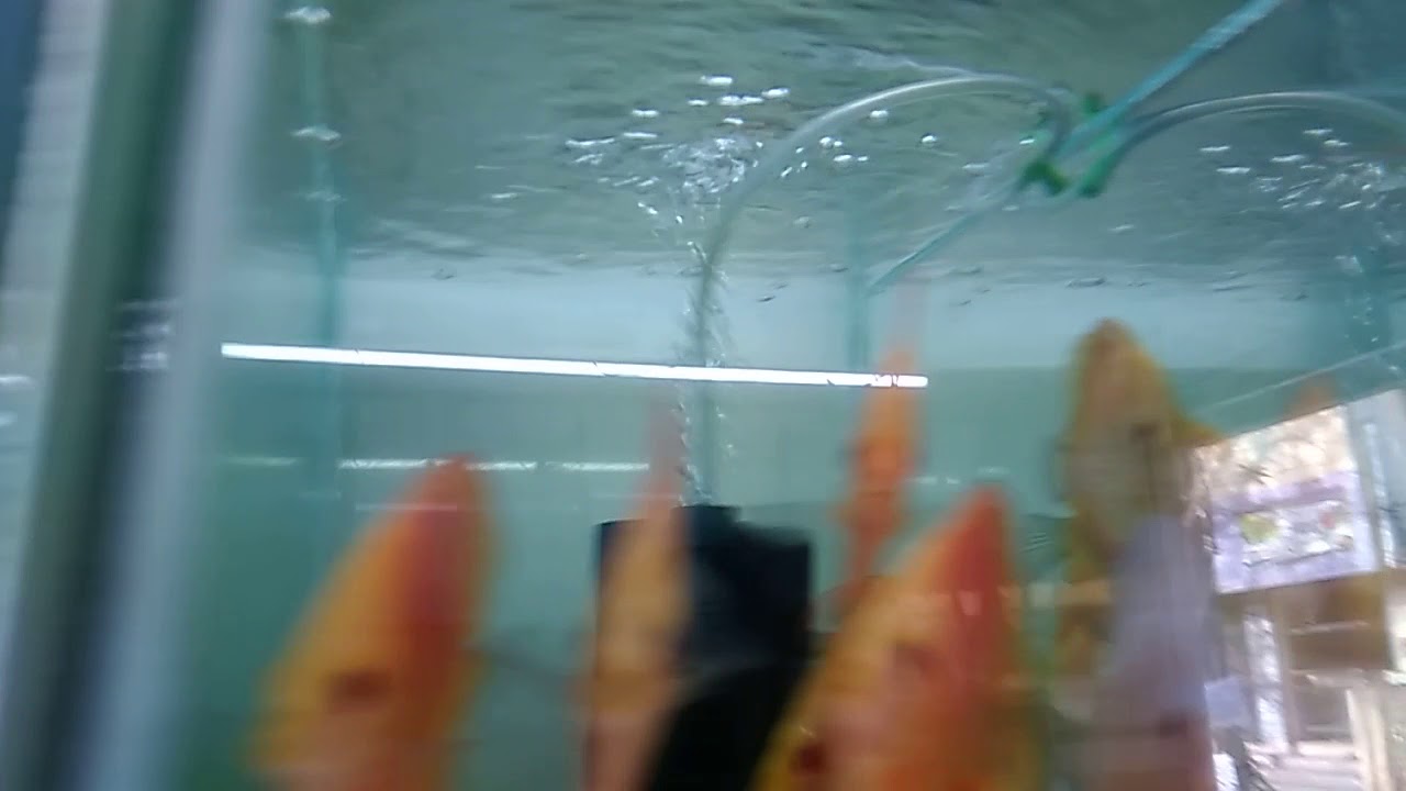 Discus fishes for sale in kolathur PNP 300.600inr YouTube